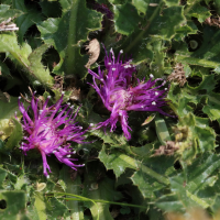 cirsium_acaulon4bd (Cirsium acaulon)