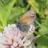 coenonympha_gardetta3bd