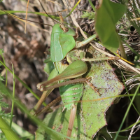 decticus_verrucivorus_juv1bd (Decticus verrucivorus)