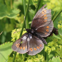 erebia_alberganus3bd (Erebia alberganus)