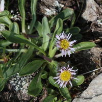 erigeron_alpinus4bd (Erigeron alpinus)