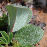 salix_reticulata9bd