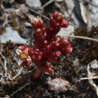 sedum_atratum5bd