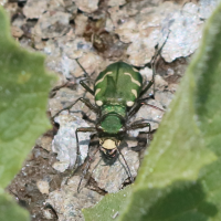 cicindela_gallica2bd (Cicindela gallica)