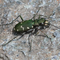 cicindela_gallica3bd (Cicindela gallica)