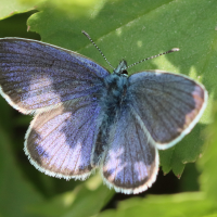 cupido_semiargus7bd (Cupido semiargus)