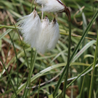 eriophorum_angustifolium3bd (Eriophorum angustifolium)