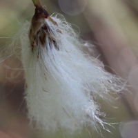 eriophorum_angustifolium8bd (Eriophorum angustifolium)