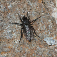 lasiopogon_cinctus1bd