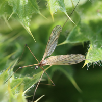 Limonia flavipes (Limonie, Tipule)