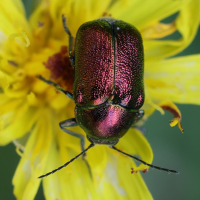 cryptocephalus_aureolus7md (Cryptocephalus aureolus)