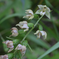 epipactis_muelleri3md (Epipactis muelleri)