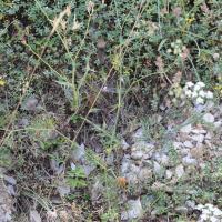 Ptychotis saxifraga (Ptychotis saxifrage, Ptychotis à feuiles de saxifrage)