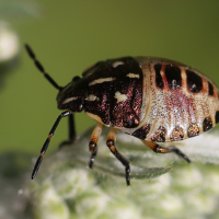 carpocoris_purpureipennis_juv1md (Carpocoris purpureipennis)