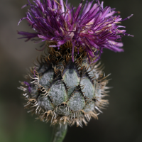 centaurea_scabiosa5amd (Centaurea scabiosa)