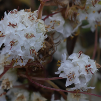 cuscuta_epithymum5md (Cuscuta epithymum)