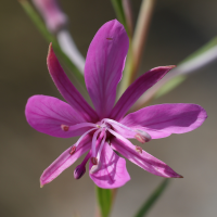 epilobium_dodonaei4md (Epilobium dodonaei ssp. dodonaei)