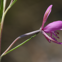 epilobium_dodonaei6md (Epilobium dodonaei ssp. dodonaei)