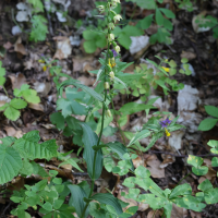 epipactis_leptochila1md (Epipactis leptochila)