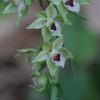 epipactis_leptochila2md (Epipactis leptochila)