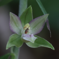 Epipactis leptochila (Epipactis à labelle étroit)