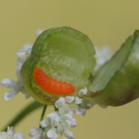 kiefferia_pericarpiicola_larve1md