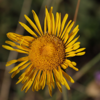 Pentanema montanum (Inule des montagnes)