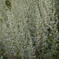 Artemisia absinthium (Absinthe)
