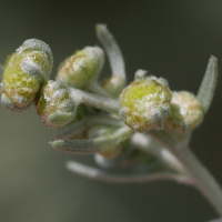 artemisia_absinthium2amd (Artemisia absinthium)