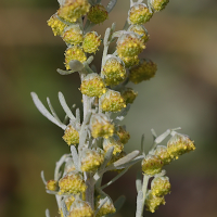 artemisia_absinthium2bmd (Artemisia absinthium)