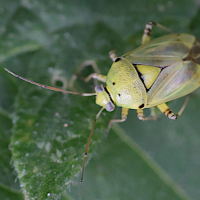 Lygus gemellatus (Punaise)