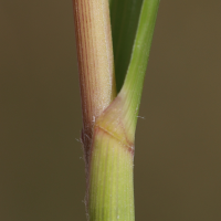 achnatherum_calamagrostis5md (Achnatherum calamagrostis)