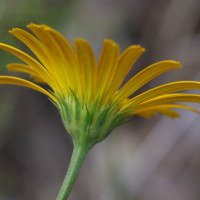 buphthalmum_salicifolium4md (Buphthalmum salicifolium)