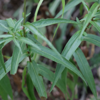 buphthalmum_salicifolium5md (Buphthalmum salicifolium)