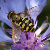 Eupeodes corollae (Syrphe des corolles)