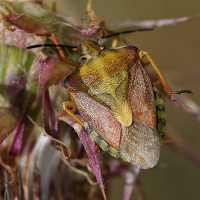 carpocoris_purpureipennis2md (Carpocoris purpureipennis)