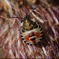 carpocoris_purpureipennis_juv2md (Carpocoris purpureipennis)