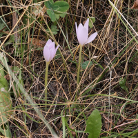 colchicum_alpinum3md (Colchicum alpinum)