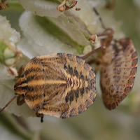 graphosoma_italicum_juv1md