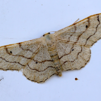 idaea_aversata6md