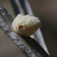 Aceria hippophaena (Acarien, Galle de l'argousier)