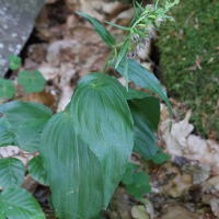 epipactis_helleborine4md (Epipactis helleborine)