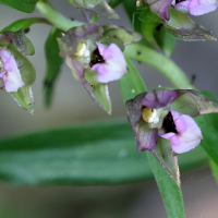 epipactis_helleborine5md (Epipactis helleborine)