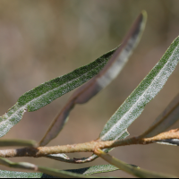 Hippophaë rhamnoides ssp. fluviatilis (Argousier)