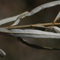 hippophae_rhamnoides_fluviatilis3md