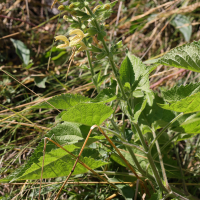 Salvia glutinosa (Sauge glutineuse)