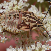 carpocoris_mediterraneus_juv1md