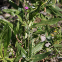 Cirsium monspessulanum (Cirse de Montpellier)