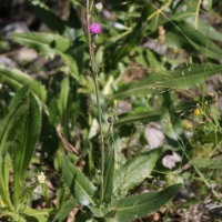 cirsium_monspessulanum1md (Cirsium monspessulanum)