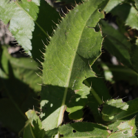 cirsium_monspessulanum2md (Cirsium monspessulanum)